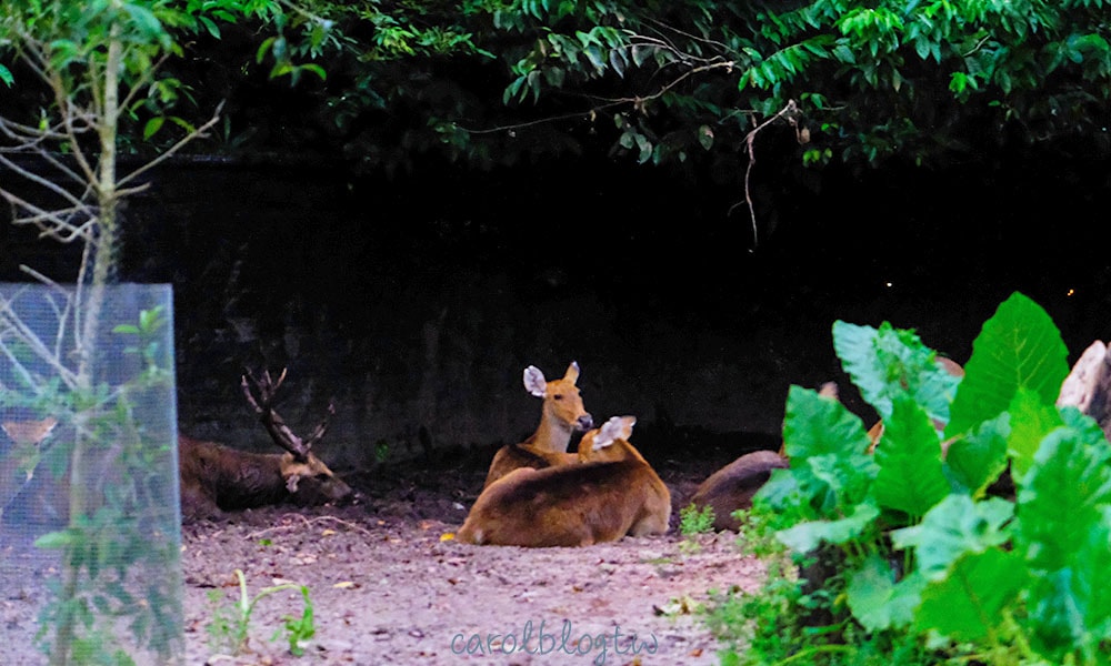 夜間動物園裡面的鹿