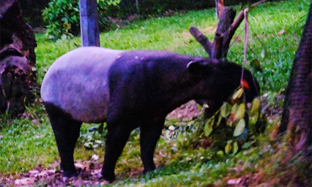 新加坡夜間動物園馬來貘
