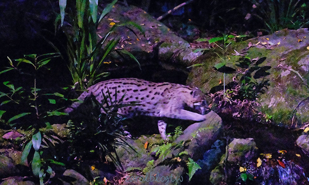 新加坡夜間動物園漁貓