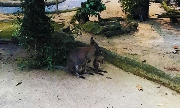 新加坡夜間動物園袋鼠