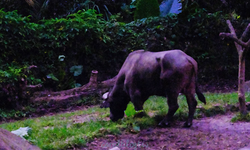 新加坡夜間動物園動物