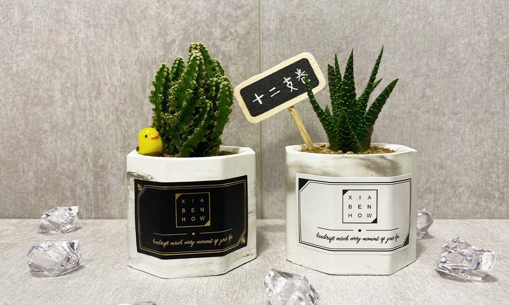 Read more about the article 【下班隨手作】大理石紋雙八角多肉｜DIY超療癒植物盆栽