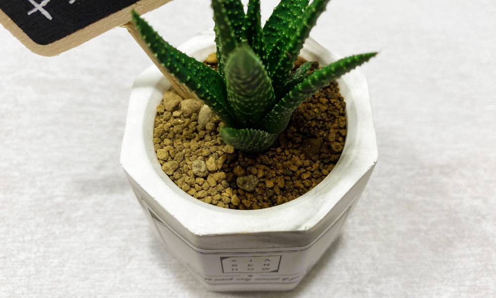 多肉植物澆水
