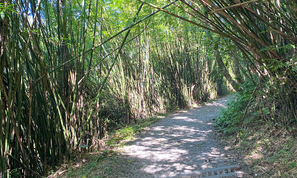 抹茶山 竹林步道