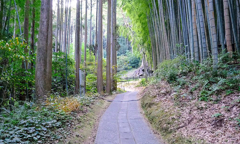 兩側都是竹林的步道
