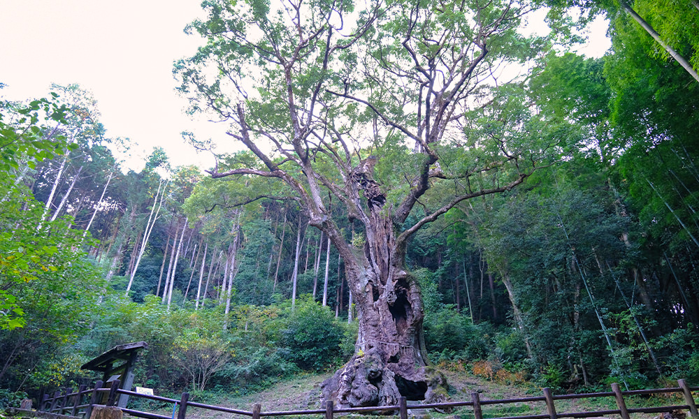武雄神社 武雄大楠