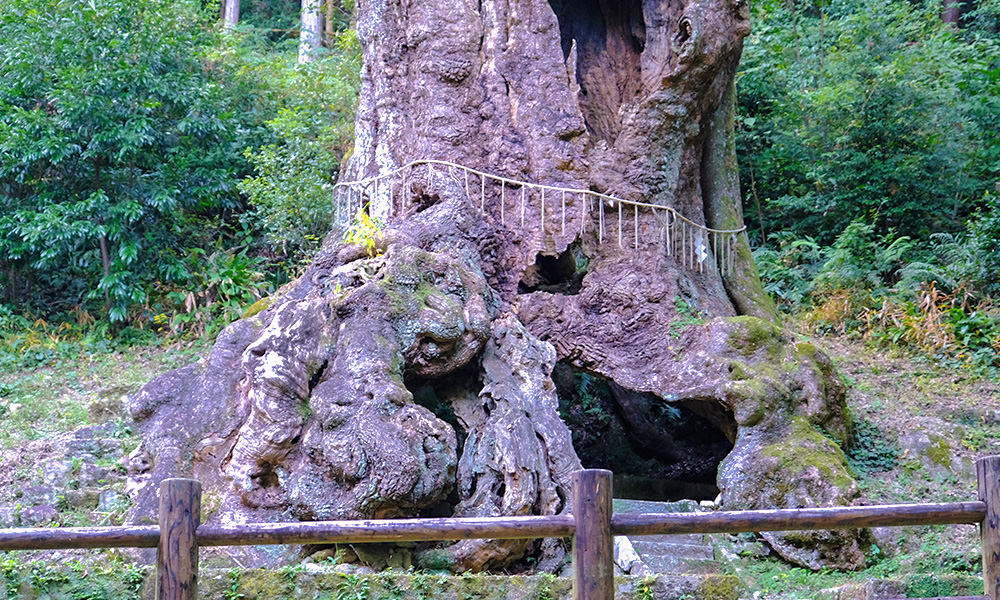 武雄大楠樹樹洞