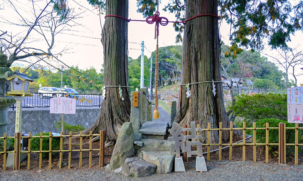 武雄神社 夫妻檜
