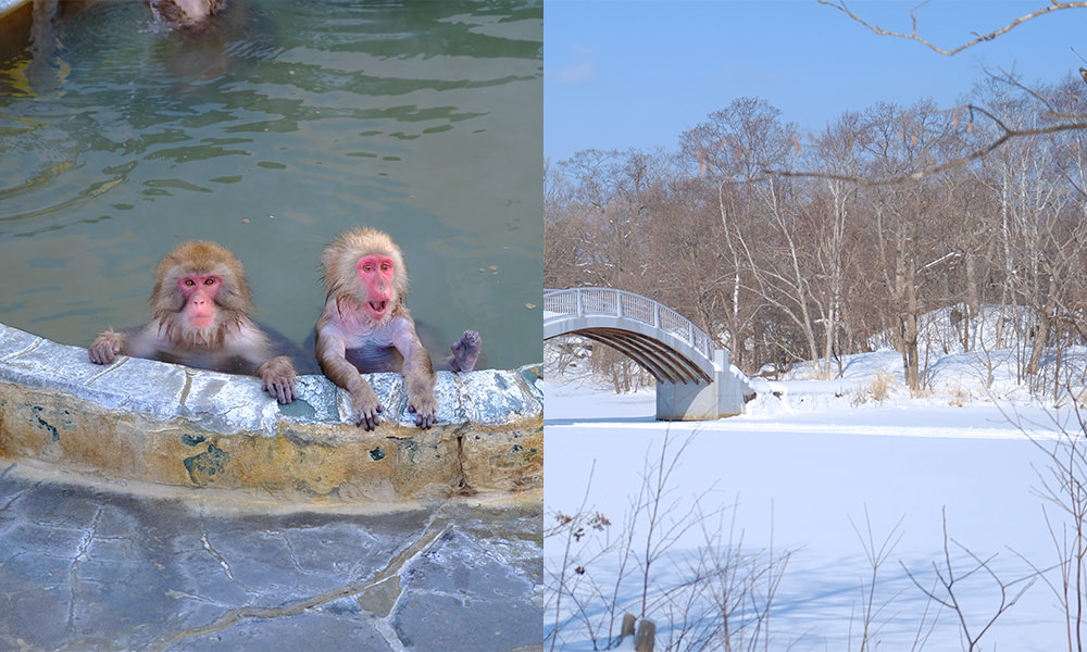 北海道自由行 猴子泡湯景點