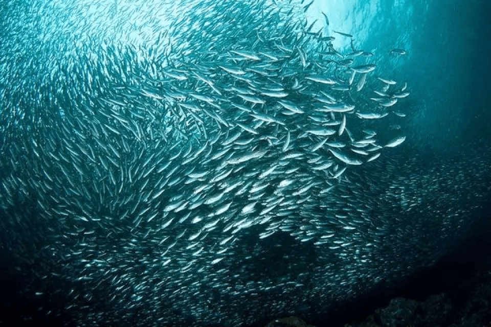 薄荷島 沙丁魚風暴
