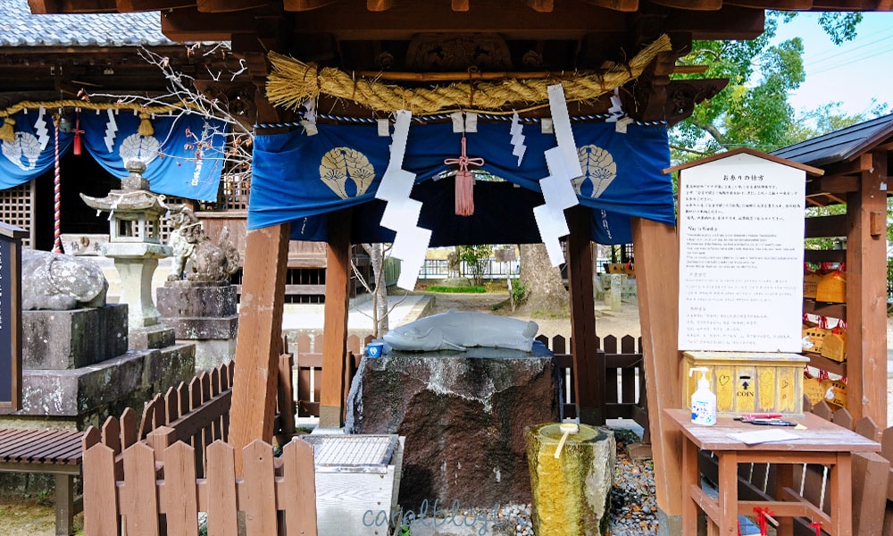 豐玉姬神社白鯰魚使者