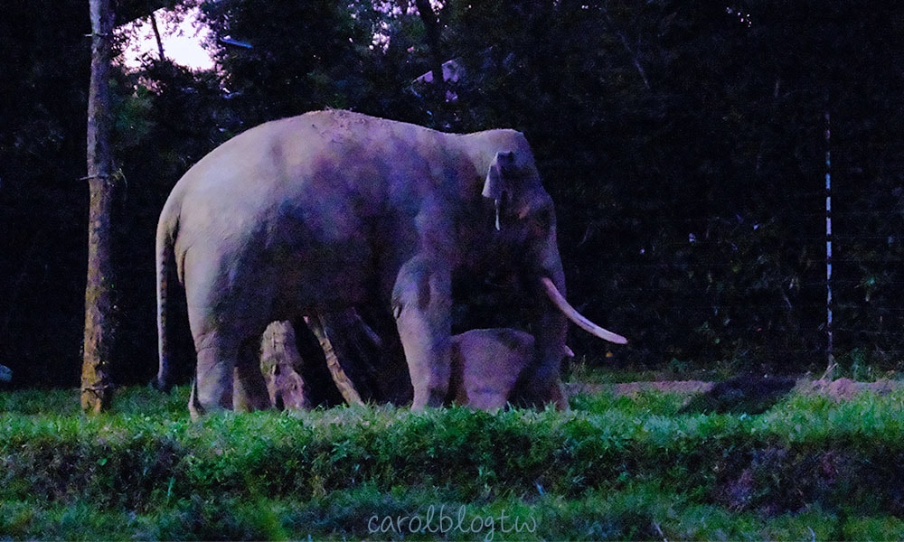 新加坡夜間動物園