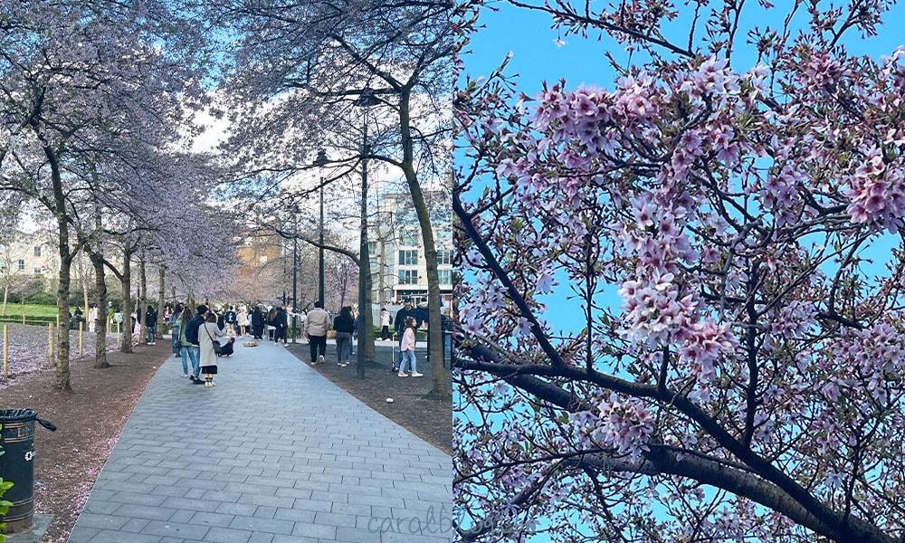 倫敦春季賞花