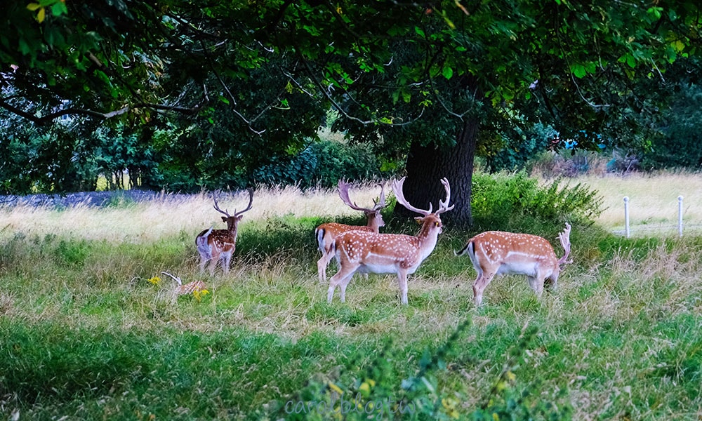 鳳凰公園內的鹿