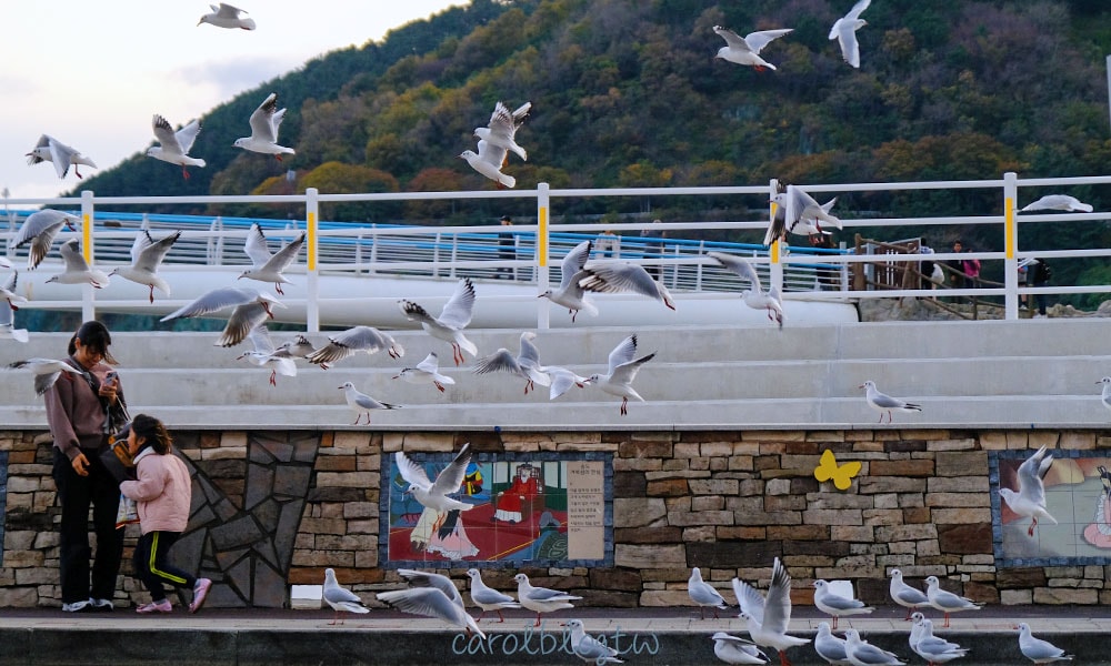 松島天空步道大量鴿子