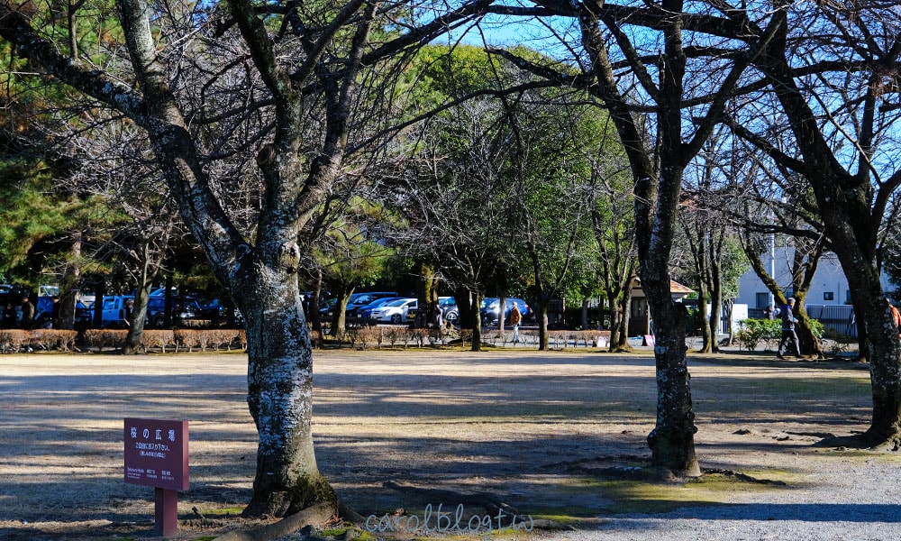 水前寺成趣園 櫻花樹