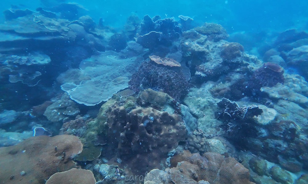 富國島潛水景色