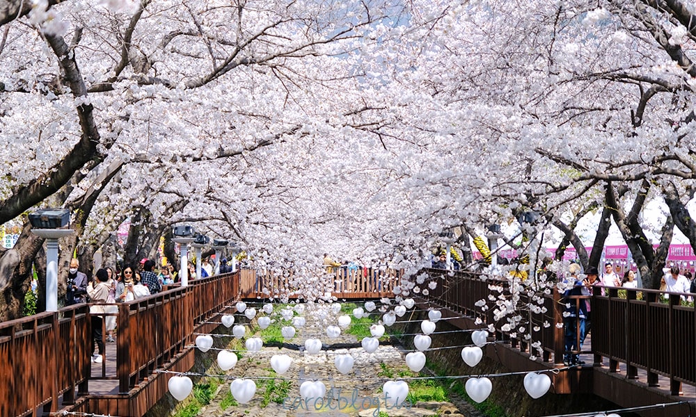 Read more about the article 【鎮海櫻花一日遊】首爾出發交通！絕美余佐川櫻花/慶和站櫻花路