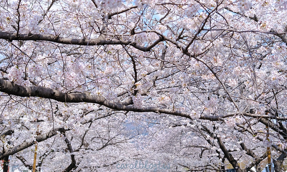 鎮海櫻花照片