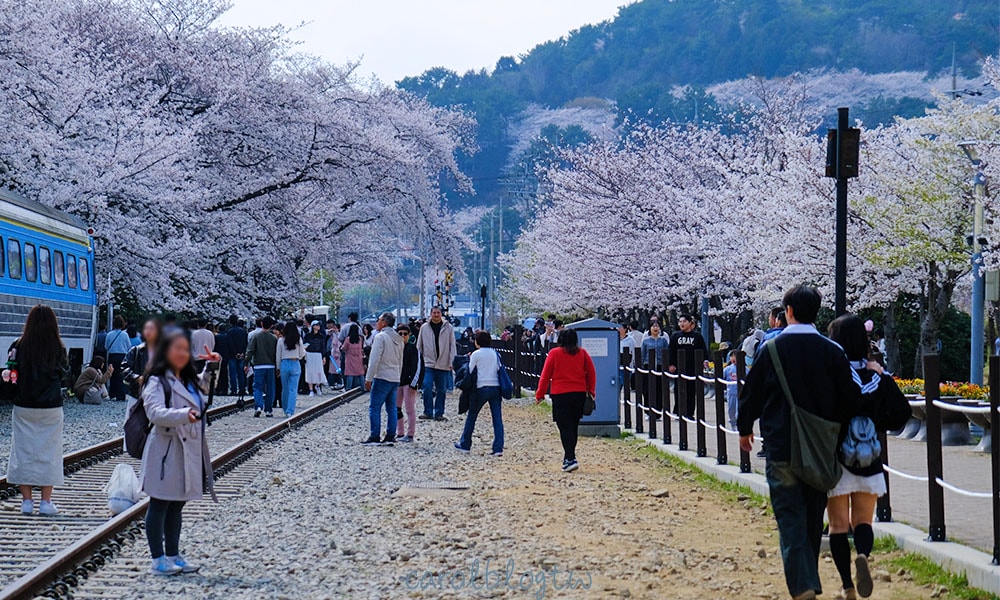 慶和站櫻花路