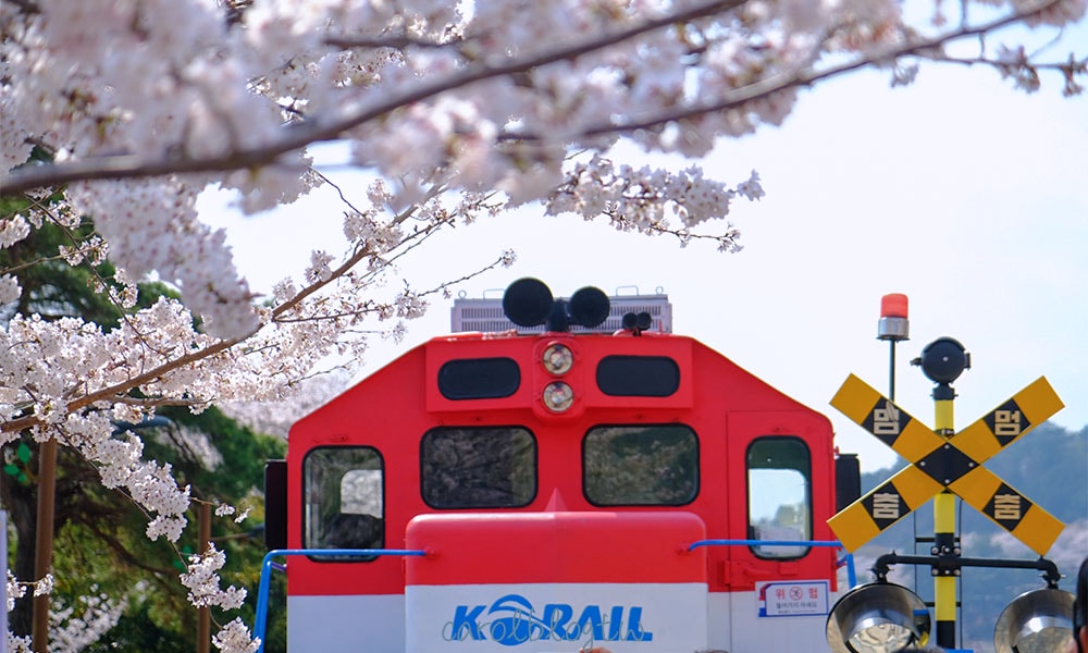 鎮海櫻花火車頭