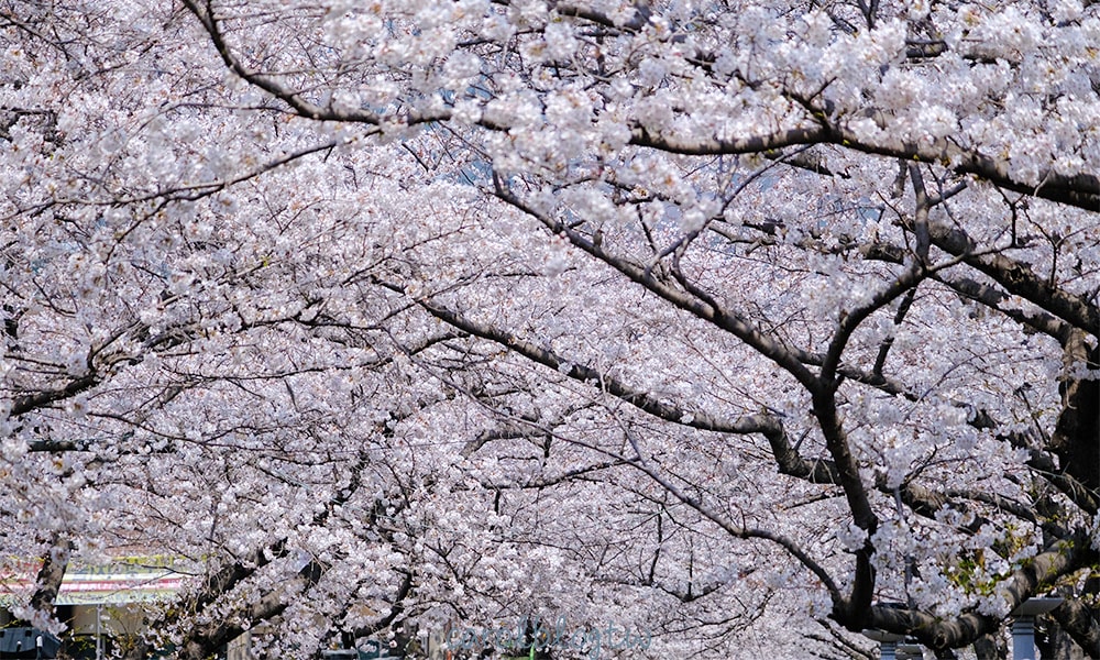 余佐川櫻花