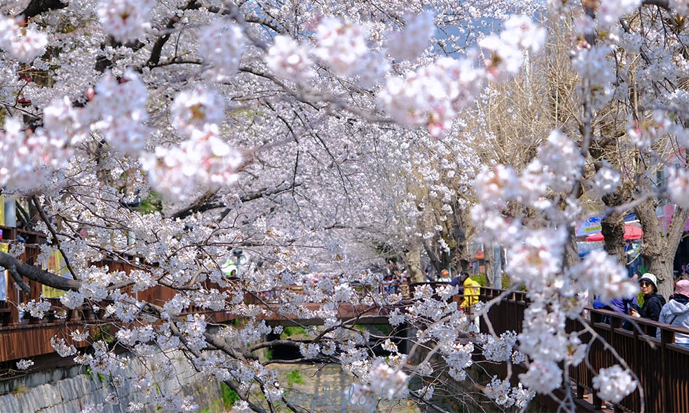 鎮海櫻花季
