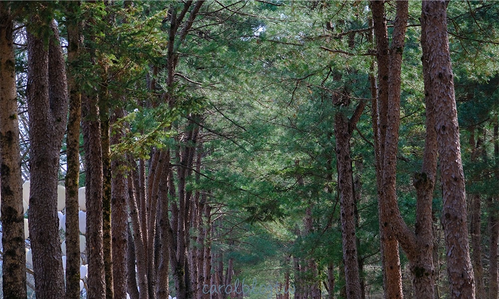 南怡島樹木