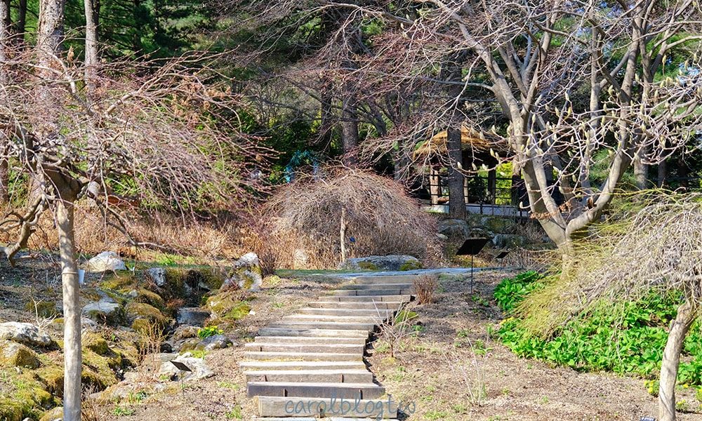 4月初的晨靜樹木園