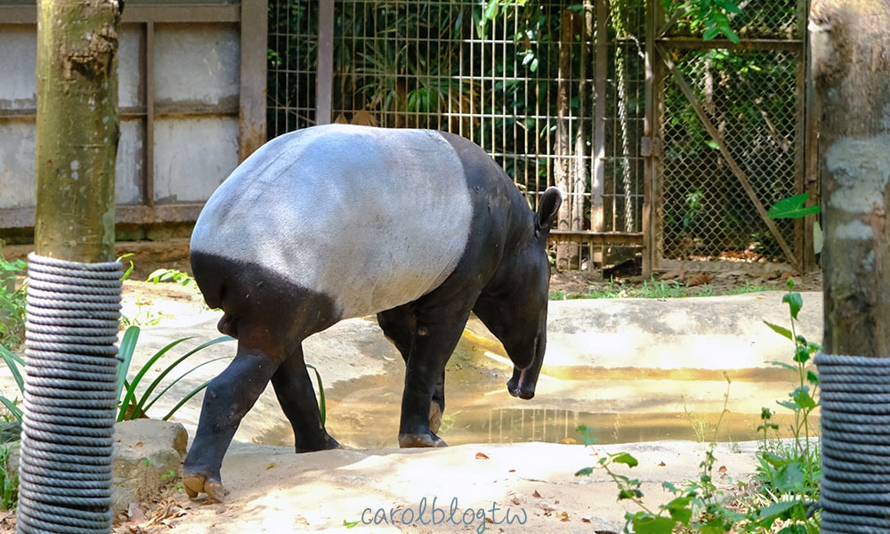 富國島動物園馬來膜