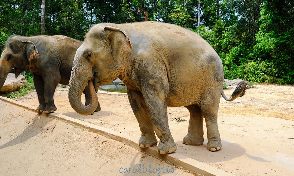 珍珠野生動物園大象餵食