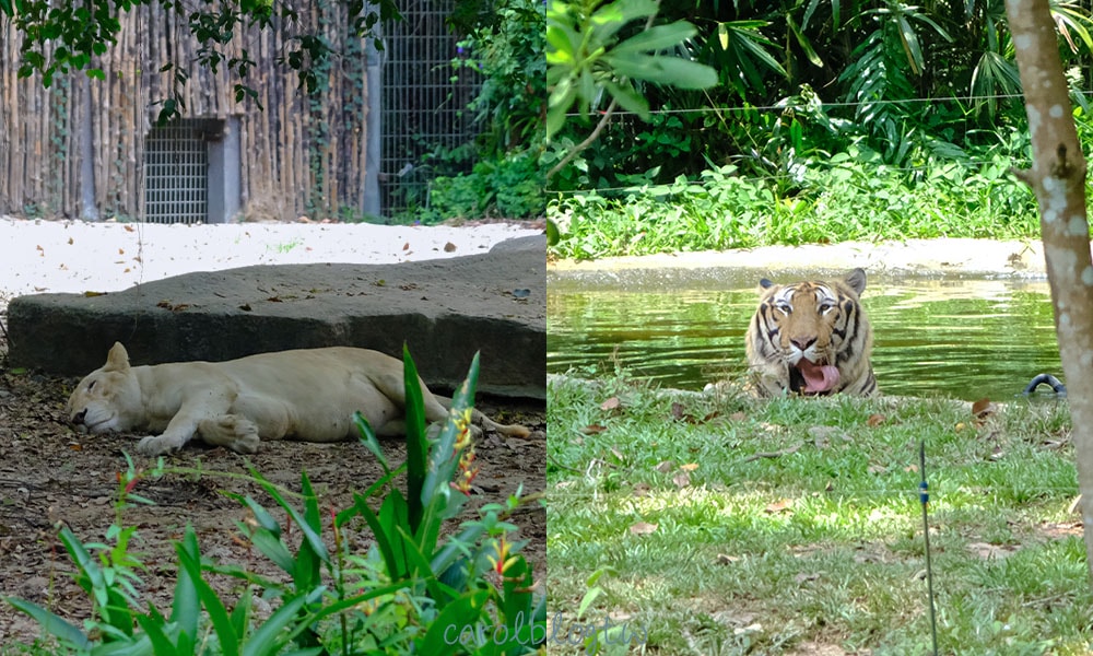 富國島動物園內的獅子和老虎