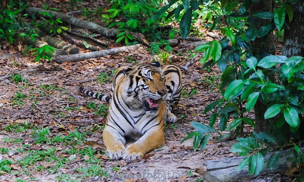 珍珠野生動物園老虎