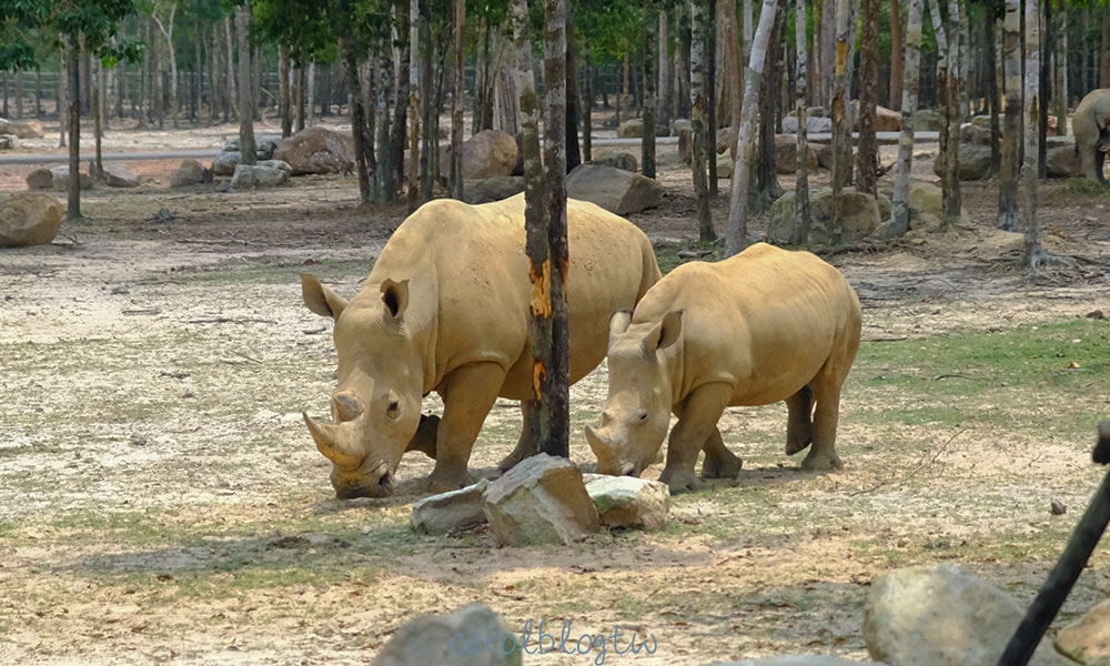 珍珠野生動物園內的犀牛