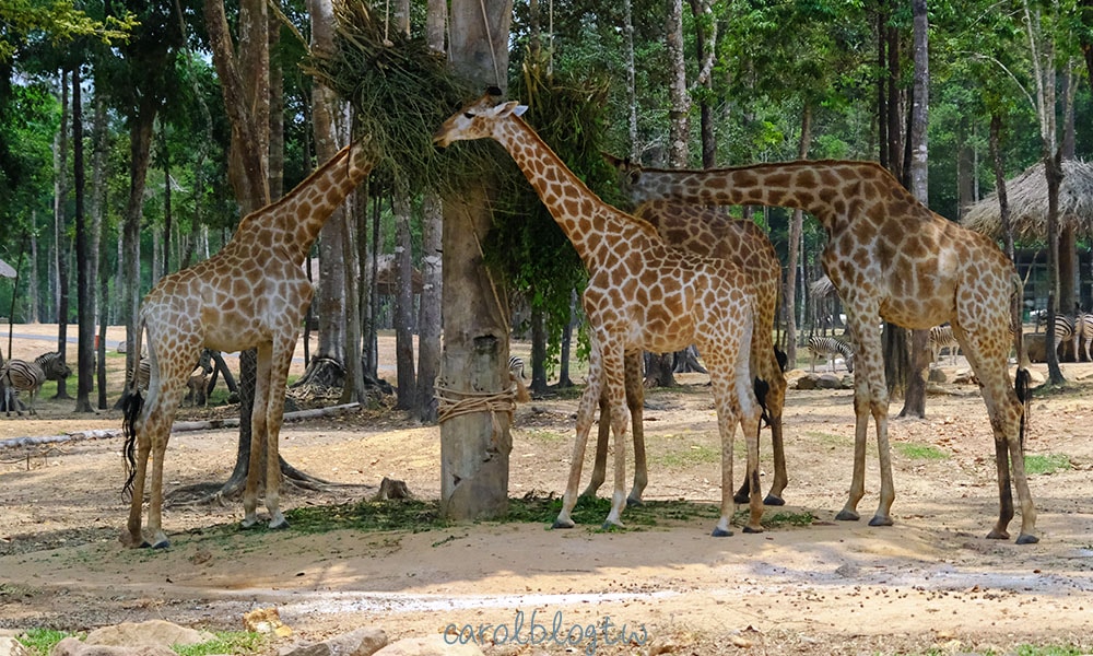 珍珠野生動物園長頸鹿