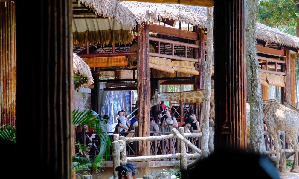 珍珠野生動物園 長頸鹿餵食
