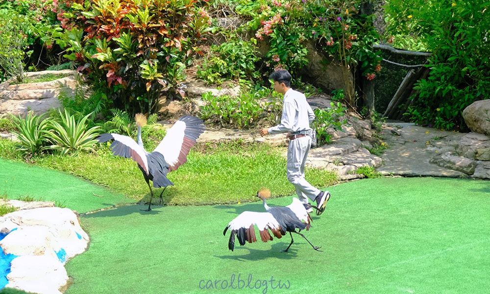 珍珠野生動物園 綜合鳥類表演