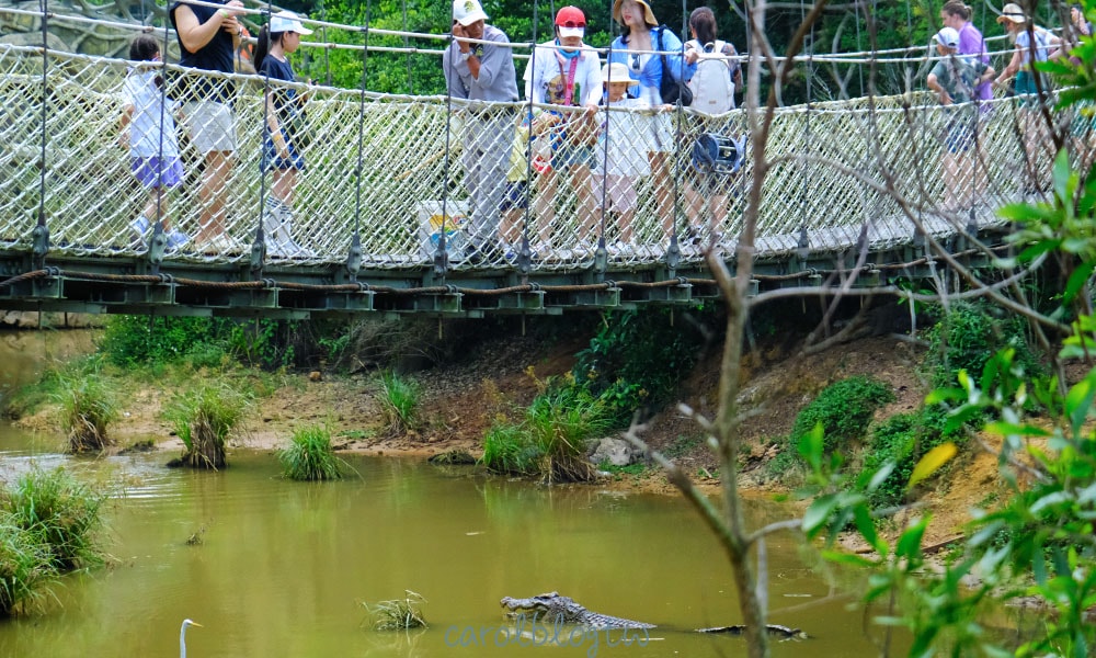 富國島野生動物園鱷魚餵食