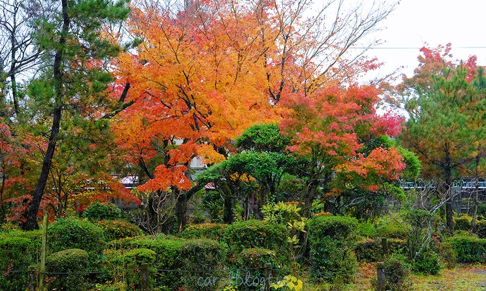 阿蘇神社楓葉