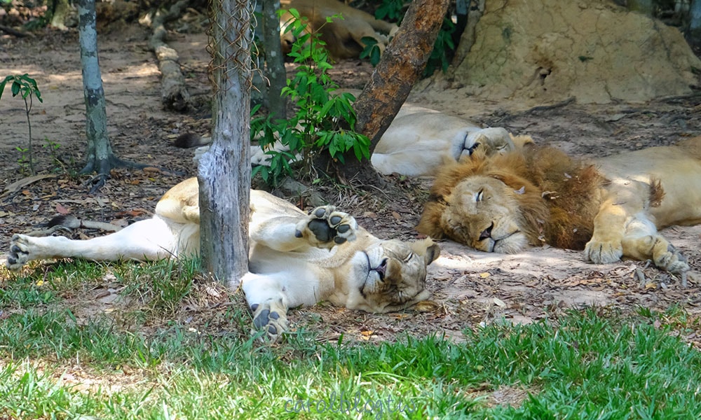 富國珍珠野生動物園