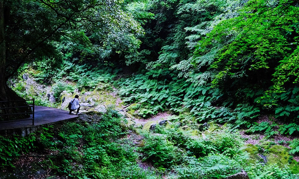 天安河原森林景色