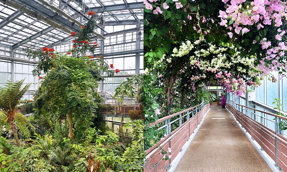 青島亞熱帶植物園大溫室