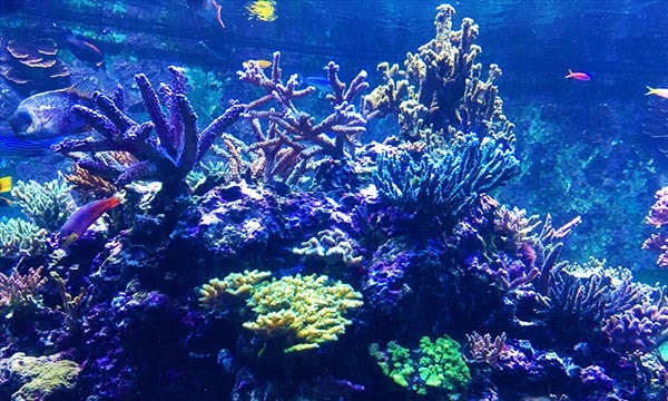 新加坡海洋館