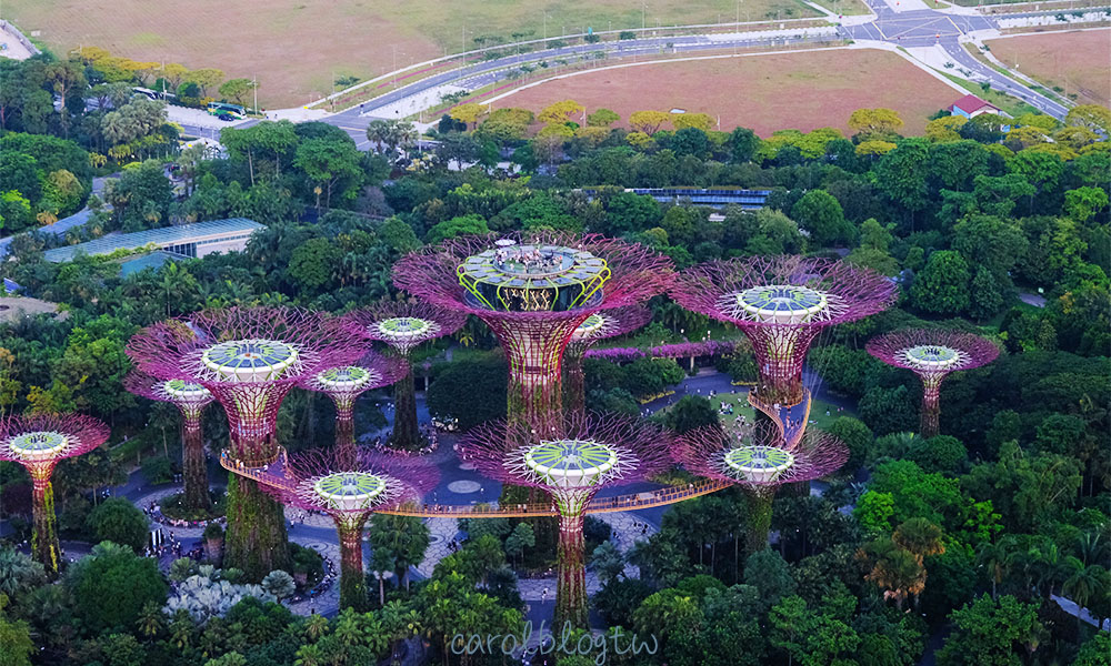 在空中花園觀景台看超級樹