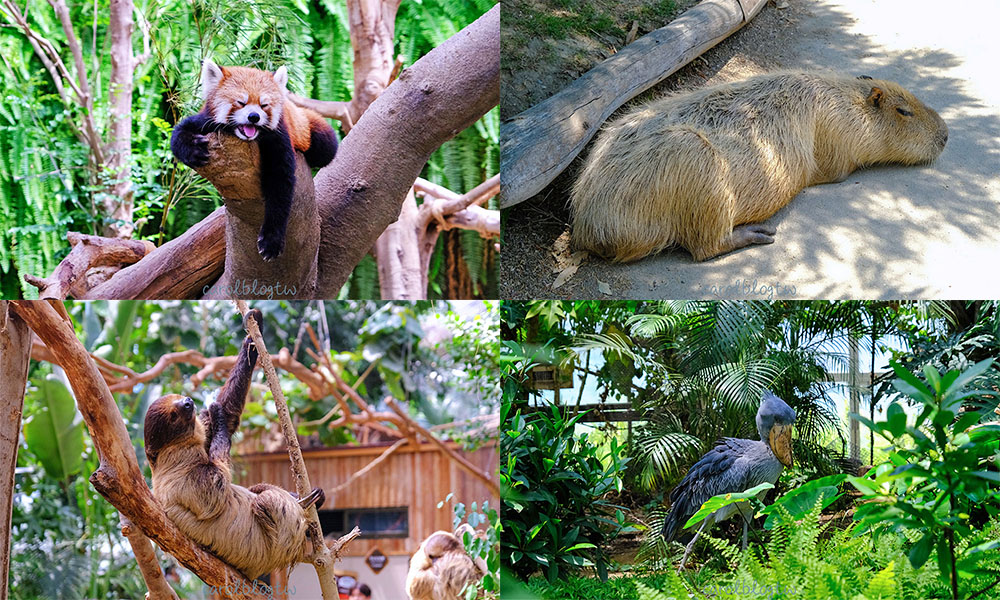 神戶動物王國