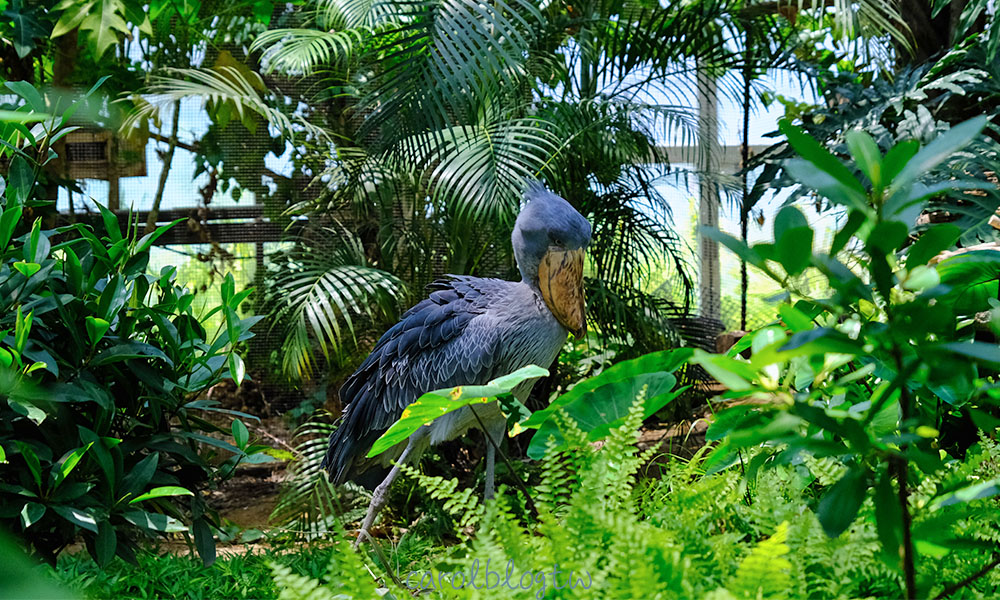 神戶動物王國奇特鳥類 鯨頭鸛