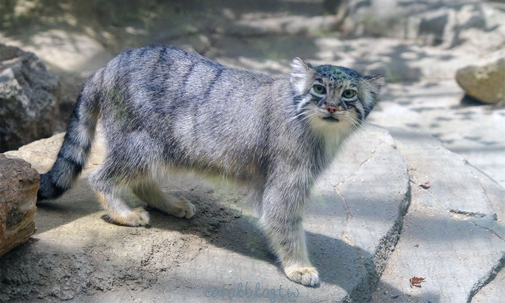 神戶動物王國兔猻