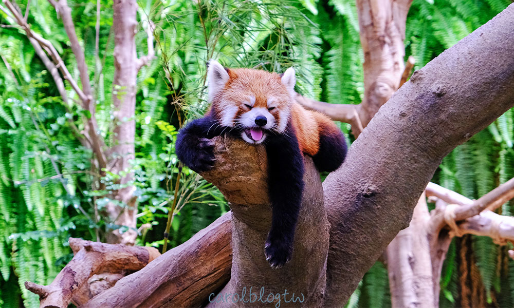 神戶動物王國小貓熊