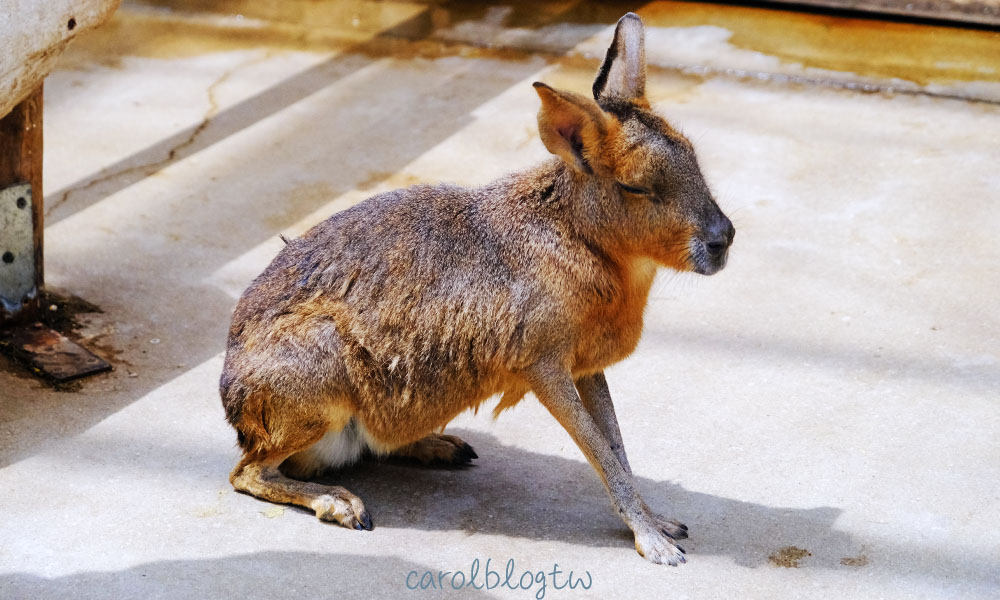 神戶動物王國餵食區小動物