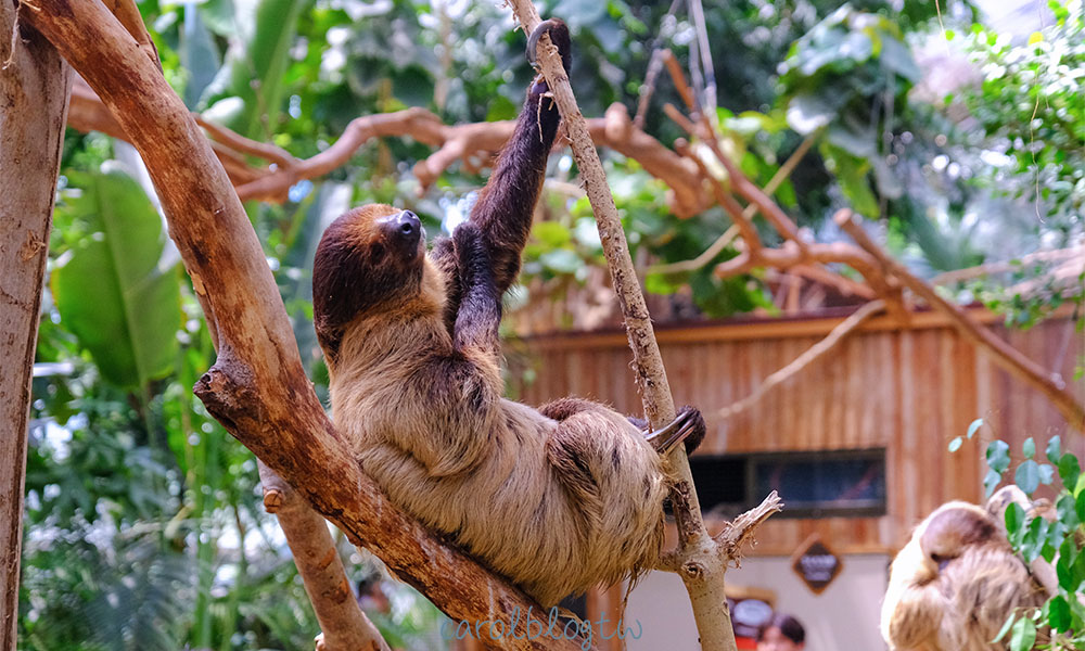 神戶動物王國樹懶